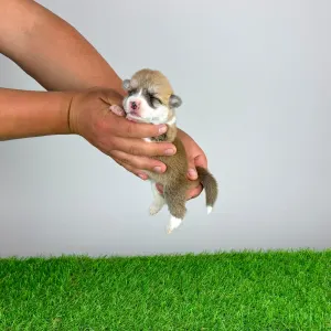 Pembroke Welsh Corgi - Aruna