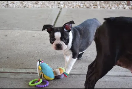Boston Terrier - Günther