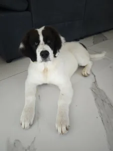 Landseer - Angel