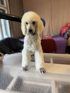 Grosspudel - White Boy