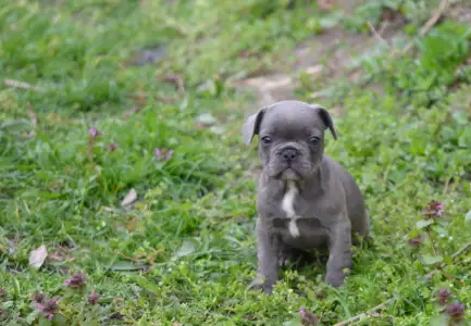 Bouledogue français - Madeleine 
