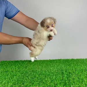 Australian Shepherd - Zetta