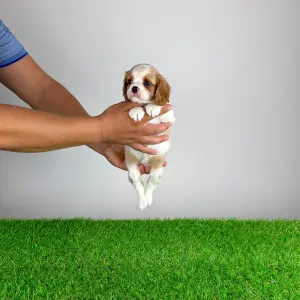 Cavalier King Charles Spaniel - Vila