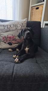 Deutsche Dogge - Bella