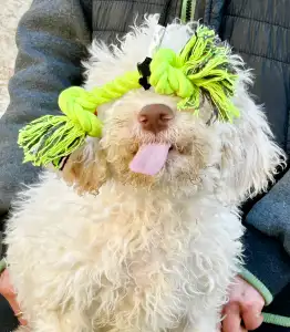 Romagna Water Dog - Zummi Gummi