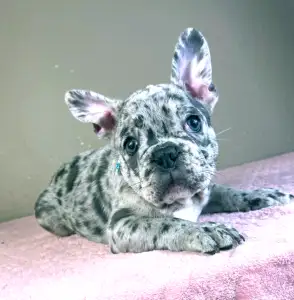 Francia bulldog - Astor 