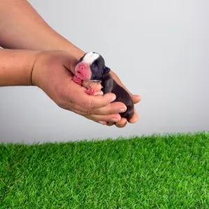 Boston Terrier - Halvor