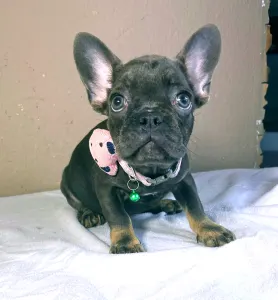 French Bulldog - Stella