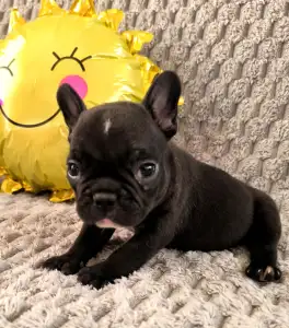 Buldog francuski - Miora Frenchie Rambo