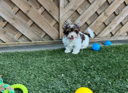 Biewer Terrier - Oreo 