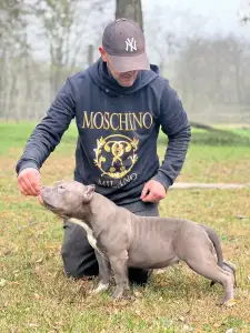 Amerikai Bully - Pocket - Anita