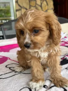 Cavapoo - Folti