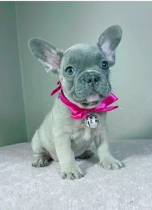 Francia bulldog - Jessica
