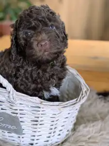 Romagna Water Dog - Ürömi Szarvasgombász Igor