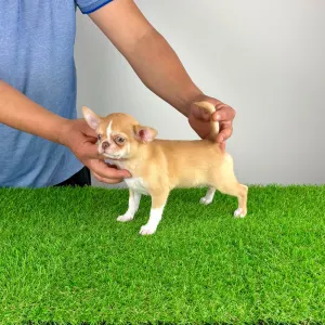 Chihuahua - Zimba 