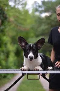 Cardigan welsh corgi - Kolonels Mendenhall 