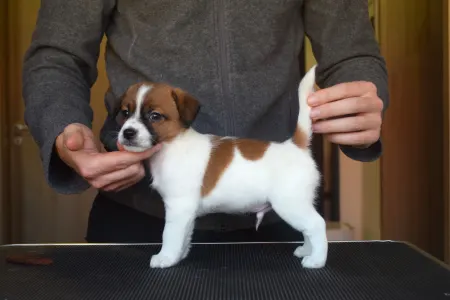 Jack Russell Terrier - Santiago