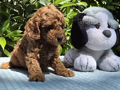 Cavapoo - Curlyjack
