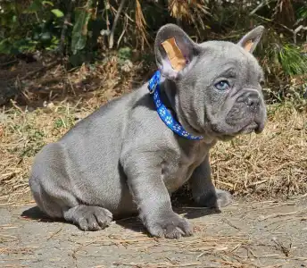 French Bulldog - Sam Silver Blue