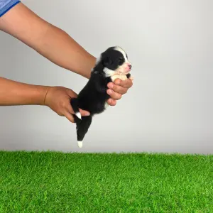 Australian Shepherd - Grudo