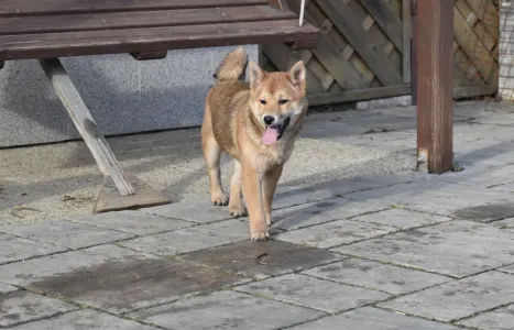 Shiba - Bravados Benika