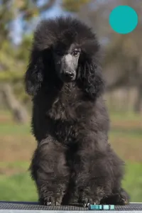 Poodle Standard - Hüpnos
