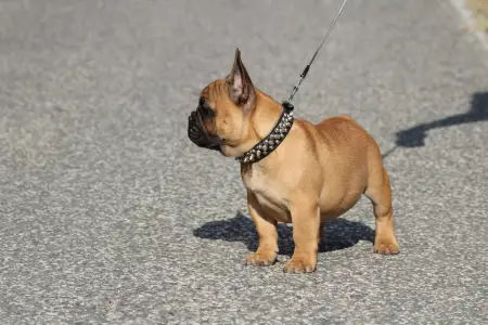 Francia bulldog - Udon