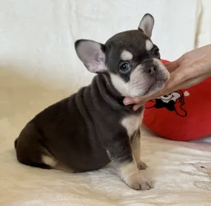 Francouzský buldoček - Zeusz