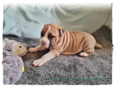 Amerykański staffordshire terier - Grace Of Sweet Gangland