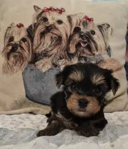 Yorkshire Terrier - Fantastic Dream