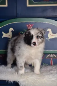 Border Collie - Allegro