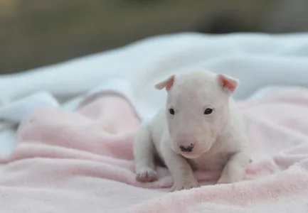 Miniatűr bullterrier - Karla