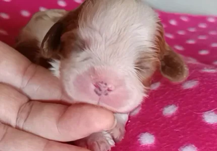 Kavalír King Charles španěl - Nelson