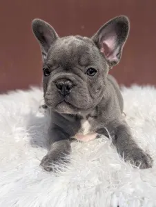 Francouzský buldoček - Ashur