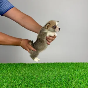 Corgi galez Pembroke - Spike