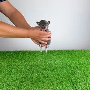 Chihuahua - Orina