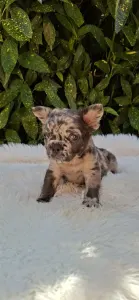 French Bulldog - Max