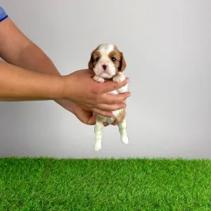 Кавалер кинг-чарльз-спаниель - Frida