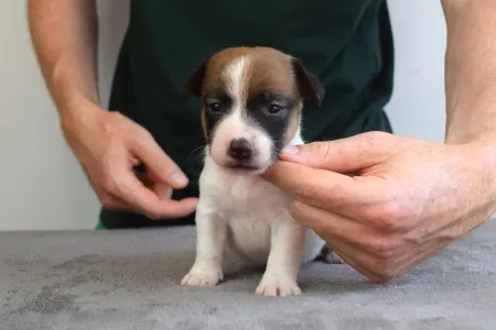 Jack Russell Terrier - Xena