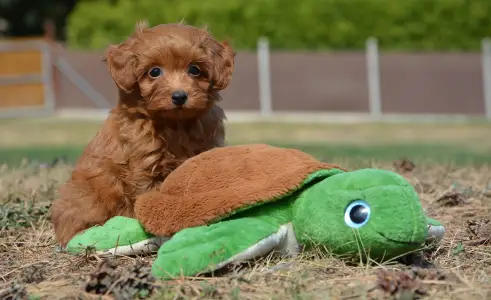 Maltipoo - Abigél