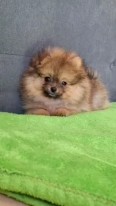 Pomeranian - Muffin 