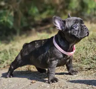 Bouledogue français - Mendy 