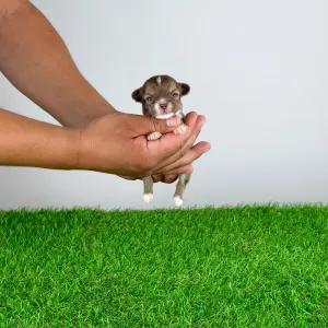 Chihuahua - Kwai