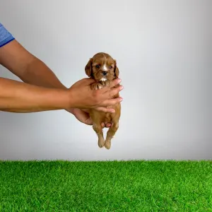 Cavalier King Charles Spaniel - Wimpie