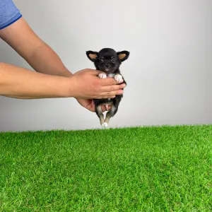 Chihuahua - Ronaldo