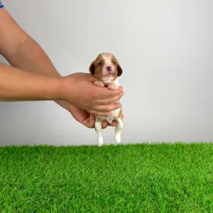 Cavalier King Charles Spaniel - Dorritos