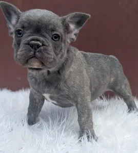 Bouledogue français - Carter