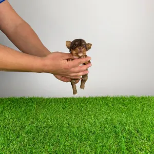 Yorkshire Terrier - Livius