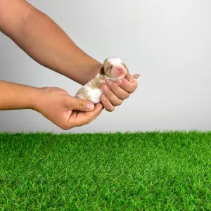 Cavalier King Charles Spaniel - Casey