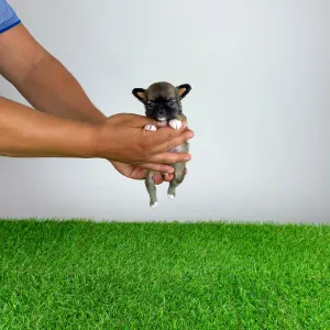 Chihuahua - Kimi